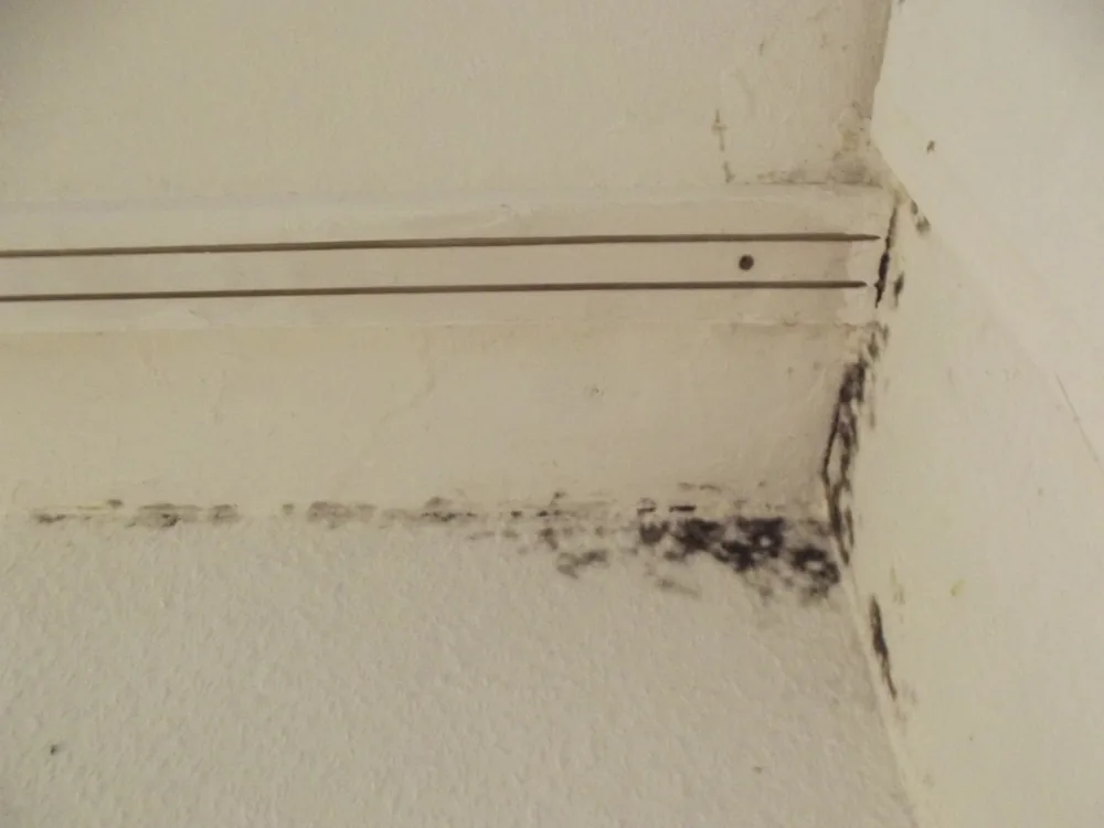 Technician in protective gear removing a mold-damaged wall in a Flat Rock home
